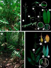 Image result for Olyra latifolia