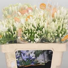 Agapanthus Bianca Perla 50cm