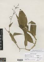 Image result for Aneilema aequinoctiale