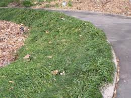 Mondo Grass Home Garden Information Center