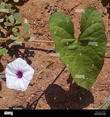Image result for Ipomoea sinensis