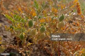 Image result for Cicer arietinum