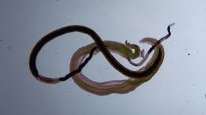 Anya Sokolova Onlyfans that one seemed interesting and I