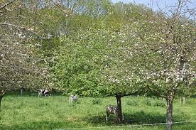 This makes them perfect for growing in containers on balconies and patios. Large Gardens And Old Apple Trees Frenchentree