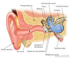 Removal of the inner ear sense organ. What Is A Hallpike Maneuver With Pictures