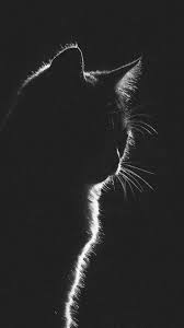 Hd Black And White Cat Wallpaper Cat Wallpaper White Cat Wallpaper