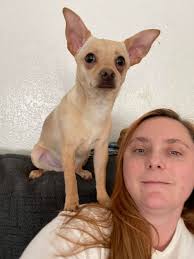 Do parrots get along with dogs?