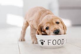 Maybe you would like to learn more about one of these? Butternut Box Vs Different Dog Which Is The Best Fresh Dog Food Uk