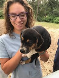 Lost dog found in Paloma Creek neighborhood, seeking owner
