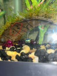 Api Algaefix - Controls String Algae In Ponds | 3 Sizes