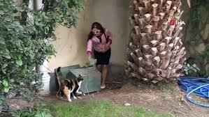 Atasehir De Luks Sitede Kedi Evi Tartismasi