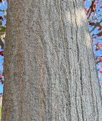 Image result for Erythrina afra
