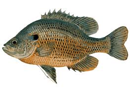 If you want great discounts on great clips products and services, use giving assistant promo codes. Pin Em Freshwater Fishing Illustrations