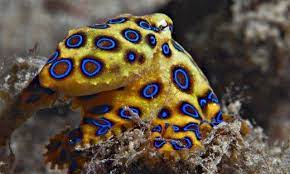 Top 10 Cute But Deadly Animals Venomous Animals Deep Sea Creatures Octopus Species
