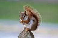 American Red Squirrel (Tamiasciurus hudsonicus) · iNaturalist