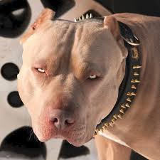 15 Fotos De Perros Que Tienen Unos Ojos Y Una Mirada Especial Pitbull Kopek Hayvanlar
