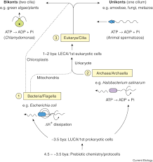 Flagella (singular, flagellum) are the locomotory structures of many prokaryotes. Assembly Functions And Evolution Of Archaella Flagella And Cilia Current Biology