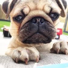 Pug Crazy Com Cute Pug Puppies Cute Pugs Baby Pugs