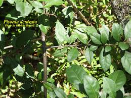 Image result for Pisonia aculeata