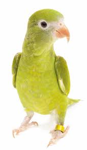These pet birds like to play, so provide them with a variety of choice of bird toys rotated often. Canary Winged Parakeet The Animal Store