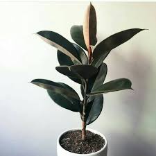 Selain menjaga agar udara di dalam ruangan tetap segar, tampilannya sangat mencolok sehingga cocok dijadikan sebagai hiasan. Harga Tanaman Indoor Terbaik Taman Perlengkapan Rumah Juli 2021 Shopee Indonesia