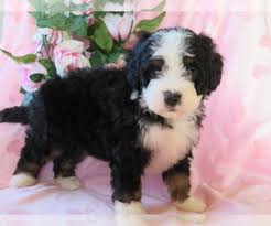 Stay tuned for these beautiful puppies. View Ad Miniature Bernedoodle Puppy For Sale Near Ohio Shiloh Usa Adn 200649