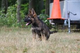 Also the occasional rare wolf masked german shepherds. Sable German Shepherd Puppies For Sale 2018 Litters Hayes Haus