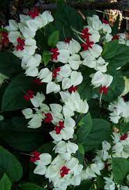 Clerodendrum Thomsoniae White Bleeding Heart Vine Flowering Vines Plants Garden Vines