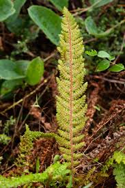 Image result for Mohria