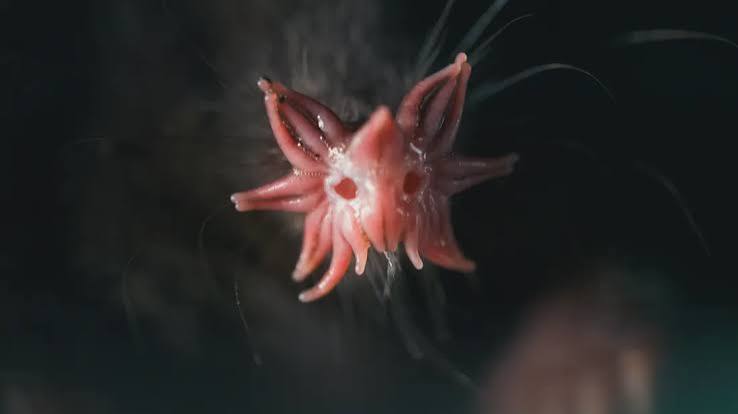 The Star-Nosed Mole's Snoot Is 100 Times More Sensitive Than Your  Fingertips | IFLScience