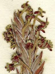 Image result for Struthiola