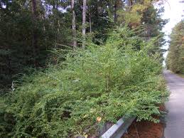 Image result for Ligustrum sinense