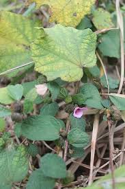 Image result for Urena lobata