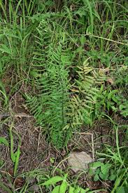 Image result for Pellaea longipilosa