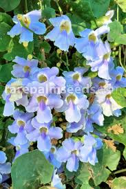 Image result for Thunbergia vogeliana