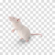 Black And White Mouse Image White Mouse Mouse Brown Rat Laboratory Rat Murids Rodent Rat Transparent Background Png Clipart In 2020 Pet Rodents Pig Illustration Brown Rat