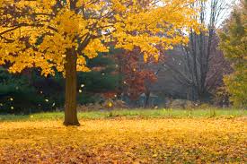 Obituary Norma Owens Of Lapeer Michigan Dodds Dumanois Funeral Home And Cremation Center
