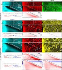 Maybe you would like to learn more about one of these? Co Movement Of Astral Microtubules Organelles And F Actin By Dynein And Actomyosin Forces In Frog Egg Cytoplasm Elife