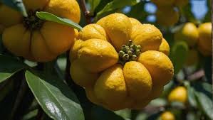 Image result for Ximenia