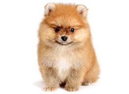 8 years and 11 days old, 2 puppies. 1 Pomeranian Puppies For Sale By Uptown Puppies