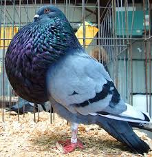 Been doin' a bit of pointless research. The Ramsey Loft I Just Saw A Picture Of A Marchenero Pigeon And
