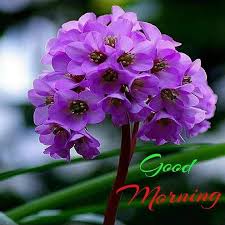 Good Morning Gif Happyshappy Good morning lots of love. good morning gif happyshappy
