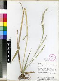 Image result for Panicum pilgerianum