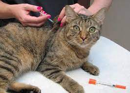 Maybe you would like to learn more about one of these? Identifying Cat Diabetes Symptoms Feline Friendly Care