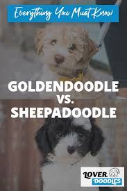Most breeders charge at least $500 more for a mini sheepadoodle. Goldendoodle Vs Sheepadoodle The Pros And Cons Of Both Breeds Sheepadoodle Goldendoodle Sheepadoodle Puppy