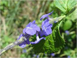 Image result for Erythroxylum platycladum