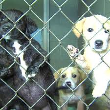 Where can i get free puppies? Does The Animal Shelter Sterilization Law Need Fixing Katv