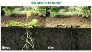 Check spelling or type a new query. How Does Roundup Gel Kill Weeds In Garden And Lawn Roundup Weedkiller