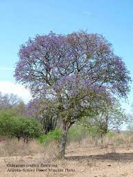 From pale lilac to deep violent, we rounded up our favorite purple blooms. Guayacan A Pretty Flowering Tree Wryheat