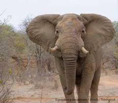 Image result for elephant anatomy